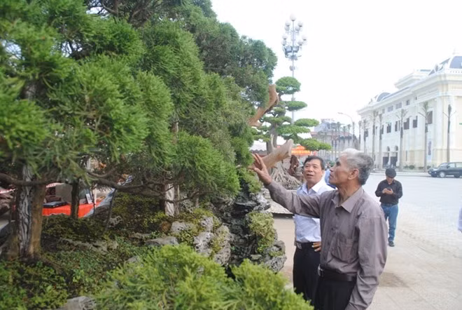 Chậu cây được thiết kế hoàn toàn bằng thân gỗ sao nguyên bản, phía trên là hàng chục cây tùng trồng trải dài, trông như một khoảng rừng thu nhỏ. Theo lời chủ nhân, ngoài Lâm Đồng, cây quý này từng có mặt ở TP.HCM hồi năm ngoái. Dự kiến sau Festival, anh sẽ đưa "Thiên Long lạc cảnh" ra Hà Nội trưng bày.