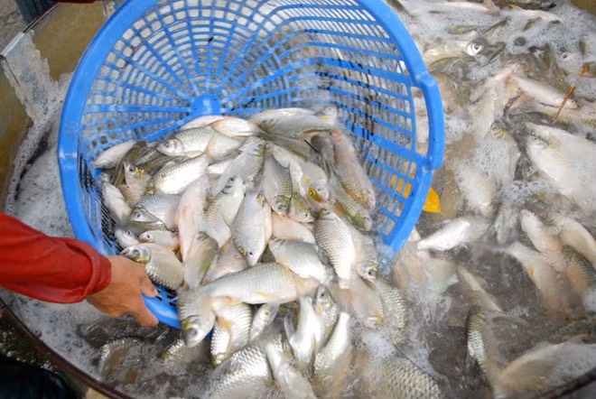 Ông Lê Văn Hiếu, một thương lái ở Cần Thơ cho biết, mỗi ngày có khoảng 40-50 bạn hàng từ nhiều tỉnh miền Tây và cả TP. HCM đổ về thu mua cá đồng giá rẻ rồi đưa đi các chợ khác tiêu thụ.