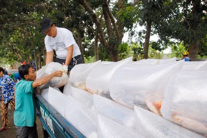 Đặc biệt, nuôi cá ruộng sau khi thu hoạch xong, cá để lại một lớp phân hữu cơ giàu dinh dưỡng, giúp cho vụ lúa kế tiếp giảm được chi phí phân bón và cả sâu bệnh mà đem lại năng suất cao.