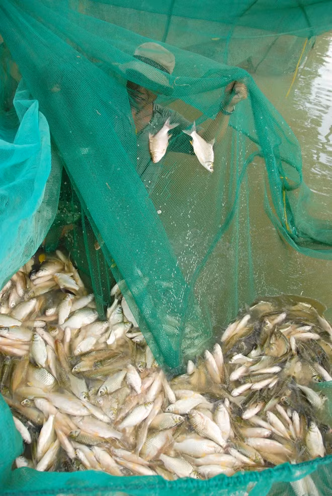 Diện tích nuôi cá ruộng năm nay tăng do con nước cuối tháng 7, đầu tháng 8 cao, nông dân không gieo sạ được nên chuyển sang nuôi cá. Dù giá thấp, nhưng năng suất trung bình nuôi cá ruộng đạt khá cao, từ 900 kg - 1,2 tấn/ha, nông dân trừ hết các khoảng chi phí vẫn lãi từ 8-10 triệu đồng/ha/vụ.