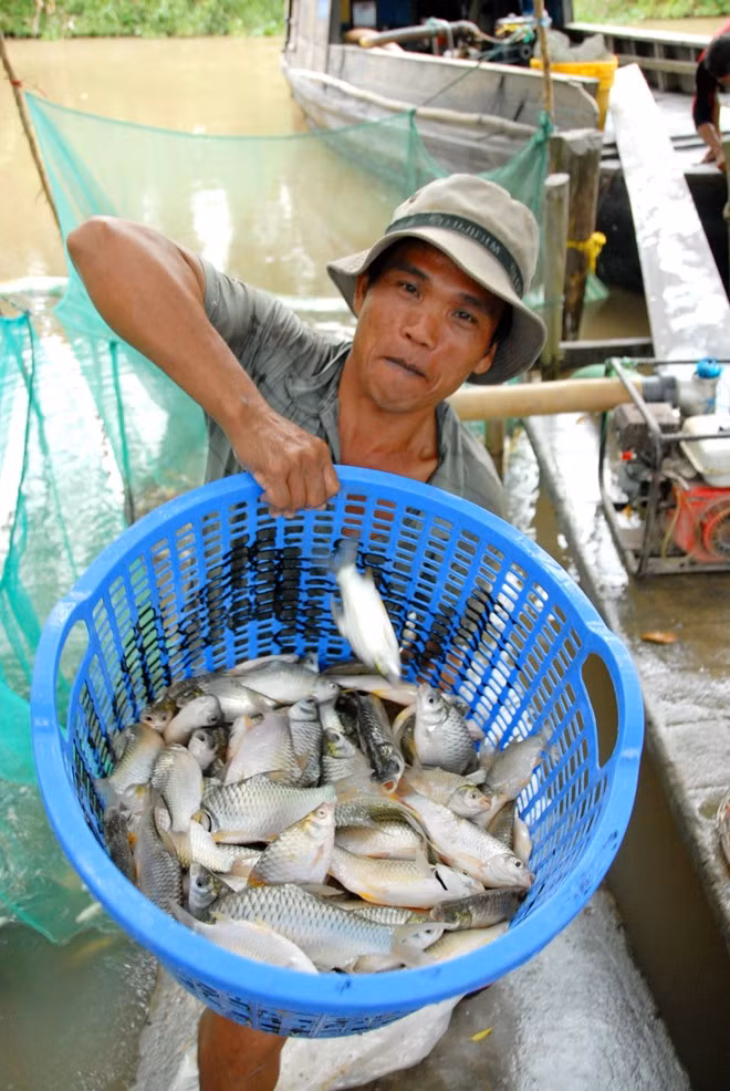 Theo ông Đỗ Xuân Phúc, Phó Phòng nông nghiệp và phát triển nông thôn huyện Cờ Đỏ, mùa lũ về là thời điểm nông dân tận dụng đất ruộng để nuôi các loại cá mè vinh, mè hoa, cá chép... Năm nay, diện tích nuôi cá ruộng của toàn huyện là 4.861 ha, tăng hơn 1.086 ha so với năm 2013.