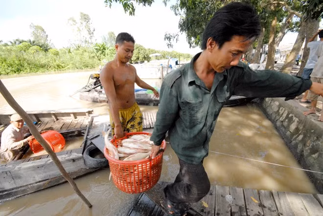 Được giá nhất là cá mè vinh, mức thu mua tại ruộng từ 10.000 – 12.000 đồng/kg; các loại cá chép, mè hoa chỉ 4.000 – 5.000 đồng/kg.