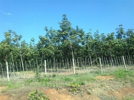 Nông trường cao su bạt ngàn của Hoàng Anh Gia Lai tại Attapeu, Lào.