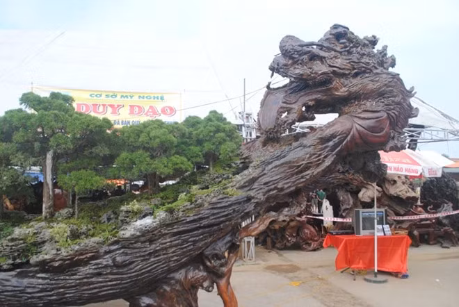 Theo anh Đỗ Duy Đạo, điểm nhấn đáng chú ý nhất của tác phẩm đó là thân chậu hình đầu rồng. Cây này được anh Đạo trồng cách đây 4 năm và để tạo ra tác phẩm "độc nhất vô nhị", anh phải mất một năm ròng chế tác từng chi tiết. "Tôi quê gốc ở huyện Hậu Lộc (Thanh Hóa), nhiều năm vào Lâm Đồng định cư nên lần này muốn đưa chậu cây quý về quê góp vui nhân kỷ niệm 20 năm thành lập thành phố Thanh Hóa", anh Đạo cho biết.