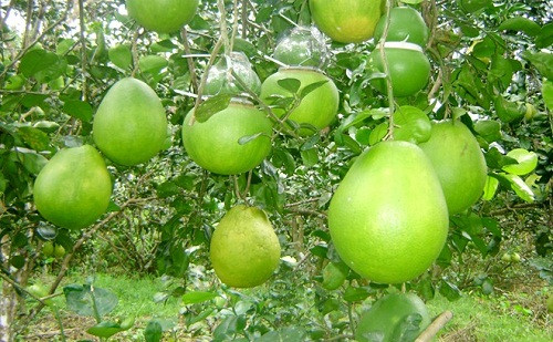 Những quả bưởi non khi mới bằng nắm tay sẽ được nhà vườn chọn và bắt đầu uốn nắn, định hình, cho vào khuôn.