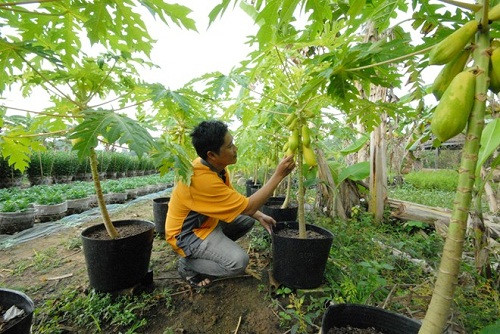 Do nhu cầu của thị trường các năm trước rất lớn nên nhiều nhà vườn ở Sa Đéc – Đồng Tháp năm nay đua nhau trồng đu đủ kiểng trong chậu để bán Tết.