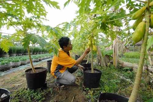 Do nhu cầu của thị trường các năm trước rất lớn nên nhiều nhà vườn ở Sa Đéc – Đồng Tháp năm nay đua nhau trồng đu đủ kiểng trong chậu để bán Tết.