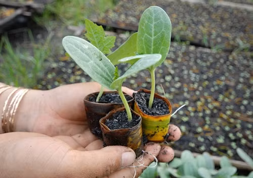 Riêng với loại dưa tròn truyền thống chưng bàn thờ, các vùng trồng dưa của miền Tây cũng đang chuẩn bị cây giống, chờ ngày đưa ra ruộng.