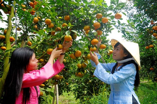 Một số nhà vườn trồng quýt hồng ở Lai Vung – Đồng Tháp cho biết, đã cho quýt ra trái sớm để có thể bán trước Tết khoảng 1 tháng, tránh không bị ép giá khi cả vùng cùng đồng loạt thu hoạch.
