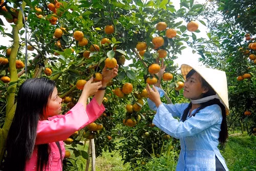 Một số nhà vườn trồng quýt hồng ở Lai Vung – Đồng Tháp cho biết, đã cho quýt ra trái sớm để có thể bán trước Tết khoảng 1 tháng, tránh không bị ép giá khi cả vùng cùng đồng loạt thu hoạch.