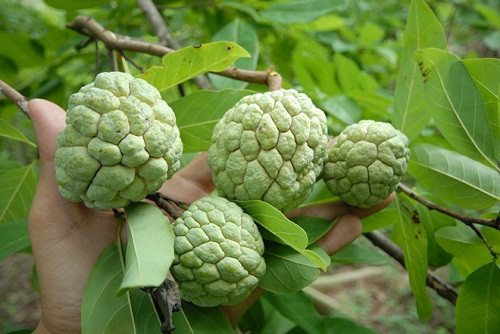 Riêng giống mãng cầu ta (na) vào dịp Tết rất hiếm, nên năm nay các nhà vườn ở Tiền Giang từ thời điểm này đã chuẩn bị can thiệp cho cây ra bông. Tuy nhiên, do "canh" loại trái này khó khăn hơn so với một số cây thông thường khác nên không nhiều hộ đầu tư.