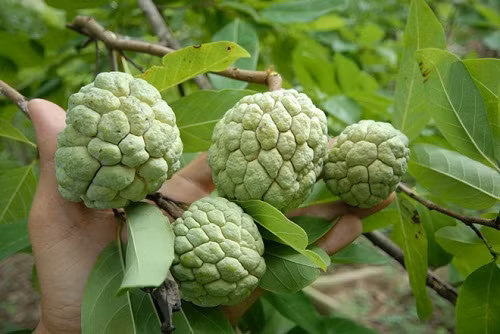 Riêng giống mãng cầu ta (na) vào dịp Tết rất hiếm, nên năm nay các nhà vườn ở Tiền Giang từ thời điểm này đã chuẩn bị can thiệp cho cây ra bông. Tuy nhiên, do "canh" loại trái này khó khăn hơn so với một số cây thông thường khác nên không nhiều hộ đầu tư.