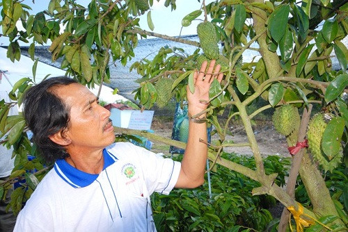 Nhà vườn Lê Văn Liệt, ở huyện Chợ Lách – Bến Tre đang trồng 5 công giống mãng cầu gai. Ông cũng cho biết, hiện mình đang xử lý để cây ra trái chín đúng dịp Tết.