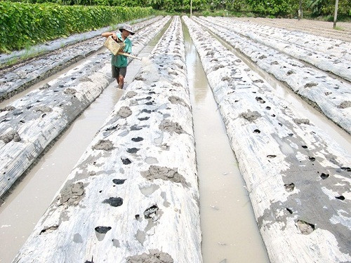 Còn đối với dưa hấu Tết, do đặc thù là loại trái có thời gian sinh trưởng ngắn nên thời điểm này nông dân miền Tây mới bắt đầu cải tạo đất chuẩn bị xuống giống.