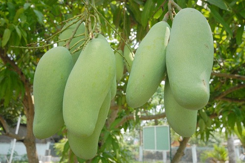 Với xoài cát Hòa Lộc, vì là mùa nghịch vụ nên các nhà vườn trồng xoài cũng đang "canh" cho trái ra đúng dịp bán Tết. Xoài bán vào dịp này giá rất cao, nên việc chăm sóc, đầu tư của nhà vườn cho vụ này cũng không hề nhỏ.