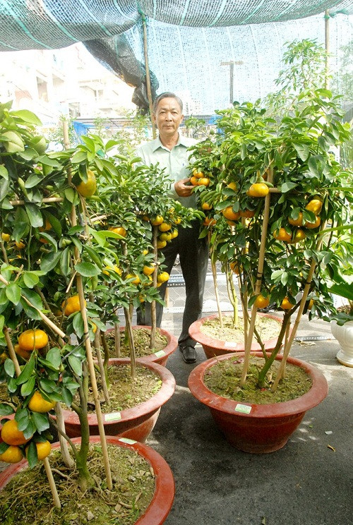 Ngoài bán thông thường, một số nhà vườn cũng trồng quýt hồng vào chậu theo đơn đặt hàng của các vườn kiểng, với giá bán từ 200.000 -500.000 đồng/chậu.