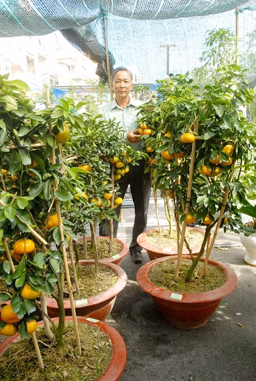 Ngoài bán thông thường, một số nhà vườn cũng trồng quýt hồng vào chậu theo đơn đặt hàng của các vườn kiểng, với giá bán từ 200.000 -500.000 đồng/chậu.