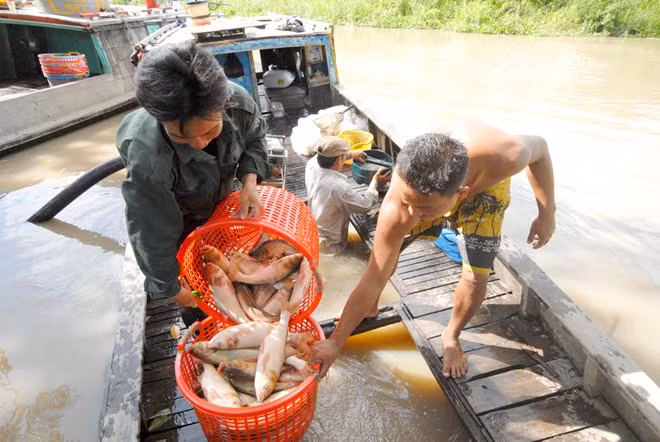 Anh Lâm cho biết, làm theo cách này, tỷ lệ hao hụt rất thấp, vì con cá thả lên ruộng đã khỏe mạnh sau thời gian nuôi dưới ao. Ngoài ra, do cá đã lớn nên biết tự bảo vệ trước những loài khác lớn hơn.