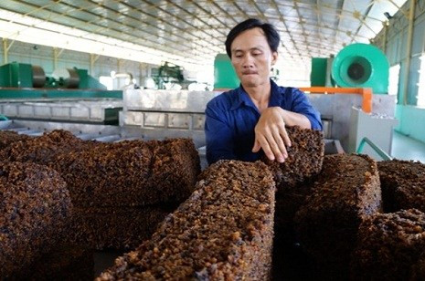 Cây mía ở đây phát triển tốt và cho năng suất cao. Sau nhiều thử nghiệm, bầu Đức chọn giống mía của Thái Lan. Ảnh: Một thế giới.