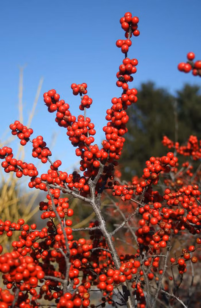 Có mặt trên thị trường Việt Nam từ mùa Tết năm ngoái, hoa Đào Đông Đỏ đã thực sự hút khách. Loài hoa này có giá khoảng 450.000 đồng/cành.