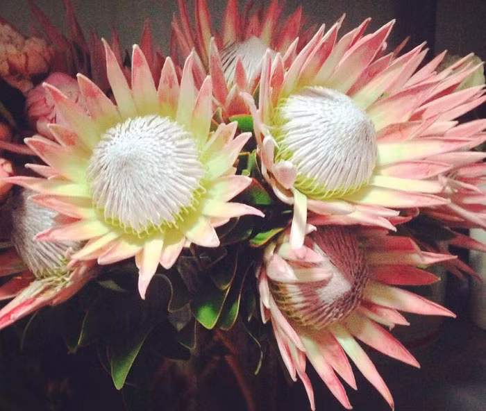 Vẻ đẹp rất riêng của King Protea - Thảo Đường Hoàng Đế.