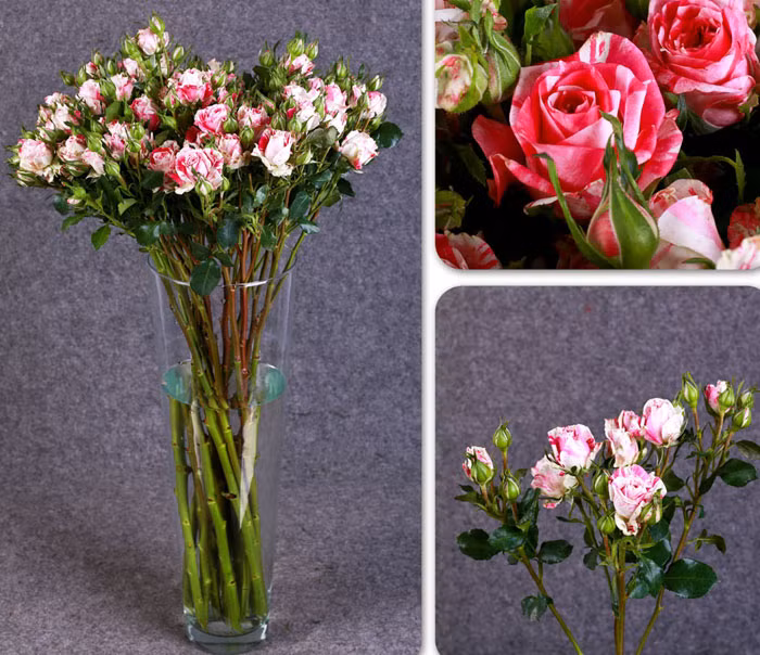 Một loài hoa hồng nữa của Ecuador đang được khách hàng Việt Nam rất ưa chuộng bởi vẻ đẹp độc đáo là hoa hồng Flashing.