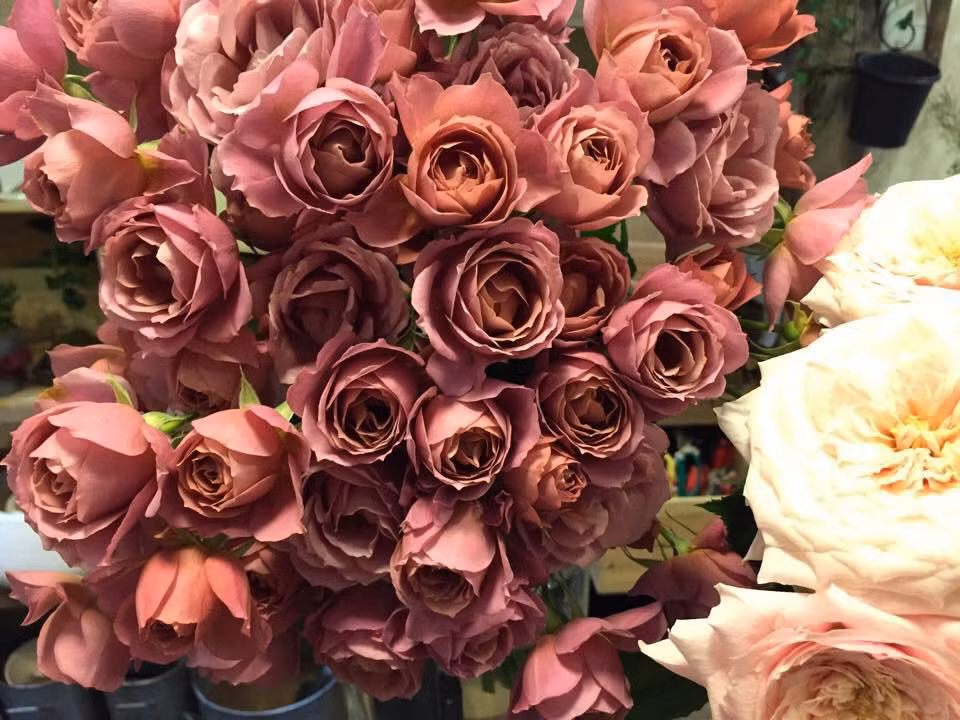 Hoa hồng Marsala (Italy): Sắc màu độc đáo, hiếm hoi của loài hoa hồng này được coi là màu của năm 2015.