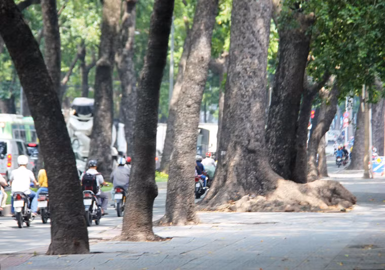 Sở GTVT cũng khẳng định: "Đa số các cây bị đốn là loại cây sọ khỉ (tức xà cừ) có rễ ăn ngang, lồi trên mặt đường". Thực tế theo quan sát của PV Kiến Thức, trên suốt vỉa hè đường Tôn Đức Thắng, có rất nhiều cây rễlồi trên mặt đất, gây hỏng vỉa hè làm ảnh hưởng đến việc đi lại và vô cùng nguy hiểm. Đây là loại cây nằm trong danh mục cấm trồng trên đường phố đã được UBND TP HCM ban hành từ cuối năm 2013.