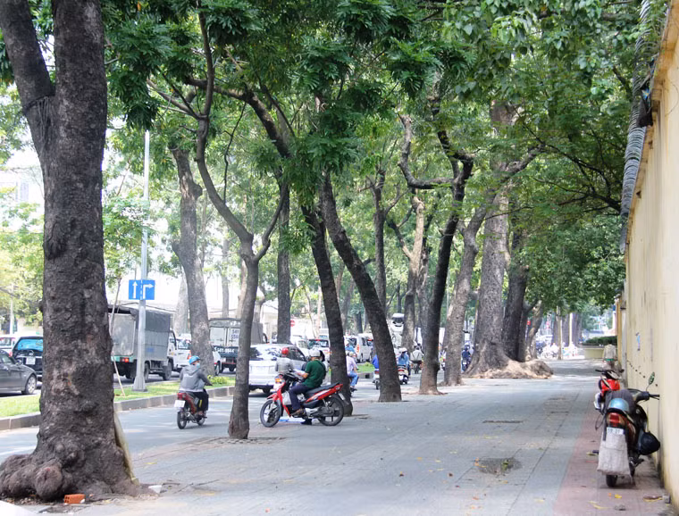 Tuy nhiên, việc phải đốn hạ hàng cây rợp bóng mát trên tuyến đường nội đô thành phố vốn đã rất quen thuộc cũng đã khiến người dân luyến tiếc...