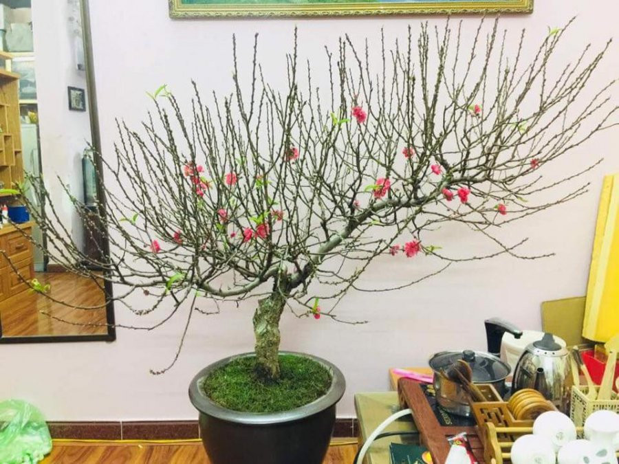 3 vị trí đại kỵ đặt cây cảnh ngày Tết: Làm sai dễ mời gọi tiểu nhân, năm mới rước thị phi - Hình 2 3 vi tri dai ky dat cay canh ngay Tet: Lam sai de moi goi tieu nhan, nam moi ruoc thi phi-Hinh-2