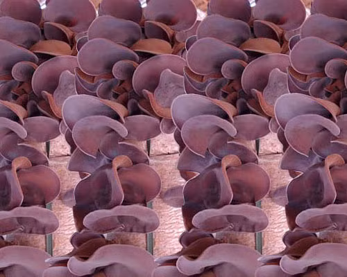 Sắt cần thiết cho sự tổng hợp hemoglobin, nếu thực phẩm không đủ cung cấp sắt sẽ ảnh hưởng đến tổng hợp hemoglobin, từ đó ảnh hưởng đến sự tăng trưởng chiều cao và trí tuệ, chức năng miễn dịch giảm sút khiến trẻ thường xuyên bị ốm. Mẹ có thể kết hợp nấu với gan lợn, thịt lợn sẽ bổ dưỡng và thơm ngon. Lưu ý: Mộc nhĩ đen nhuận tràng nên nếu trẻ lạnh bụng hoặc tiêu chảy thì không được cho trẻ ăn.