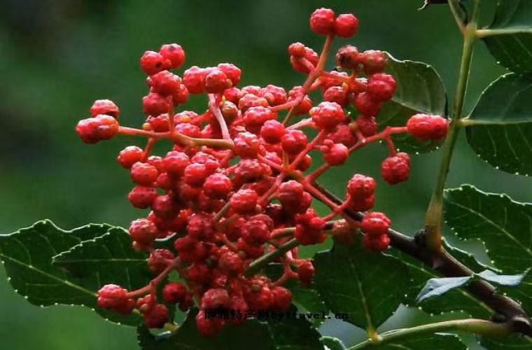 Vỏ quế và hoa tiêu đều là loại hương liệu rất dễ mua, dùng quế và hoa tiêu ngâm chân có tác dụng rất tốt trị chứng phù thũng. Phù thũng có liên quan đến chức năng bài tiết của thận. Ban đầu các triệu chứng thường xuất hiện ở một số bộ phận như mí mắt, khuôn mặt hay mắt cá chân. Biểu hiện rõ nhất là vào buổi sáng sau khi ngủ dạy, dùng ngón tay ấn vào những chỗ đó có thể để lại vết trũng.