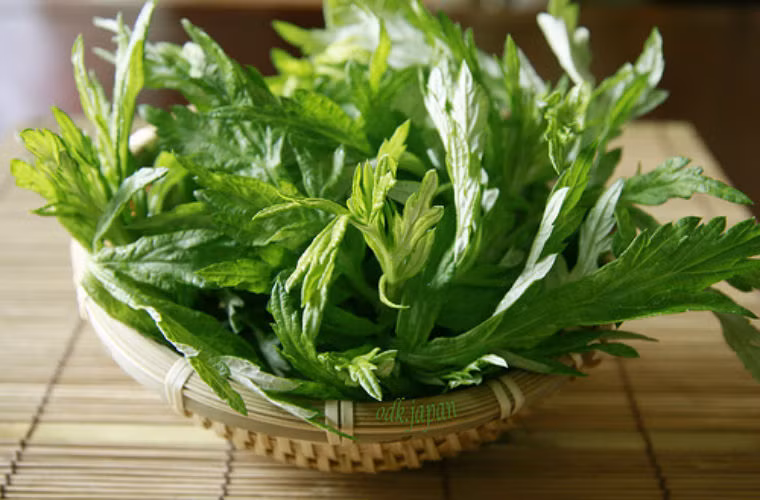 Cách dùng: Dùng khoảng 30-50gam ngải cứu tươi, cho vào nửa nồi nước đậy vung kín đun sôi khoảng 10 phút, sau đó đổ cả lá và nước pha thêm nước lã cho nhiệt độ khoảng 40 độ thì ngâm hai chân. Chú ý cũng không được ngâm quá mắt cá chân.