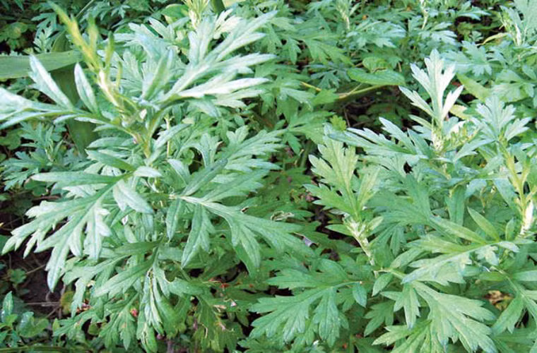 Ngải cứu là vị thuốc mang tính ấm, vị đắng không có độc tính. Nó có tác dụng hồi dương khí, giải hàn, cầm máu, an thai. Dùng ngải cứu ngâm chân có tác dụng cải thiện chức năng phổi, rất tốt đối với các bệnh nhân viêm phế quản mãn tính và những người thường xuyên bị ho có đờm.