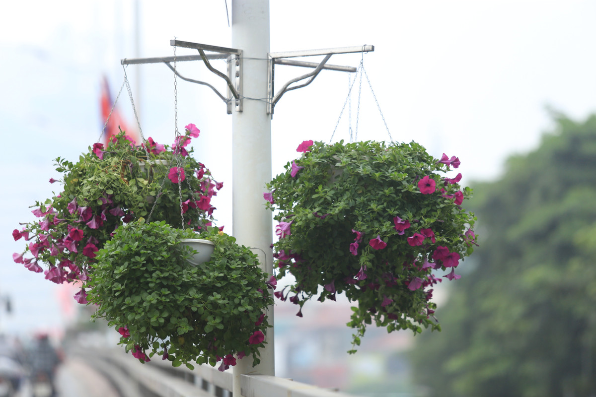 Hoa được trang trí khắp trên các tuyến phố lớn.