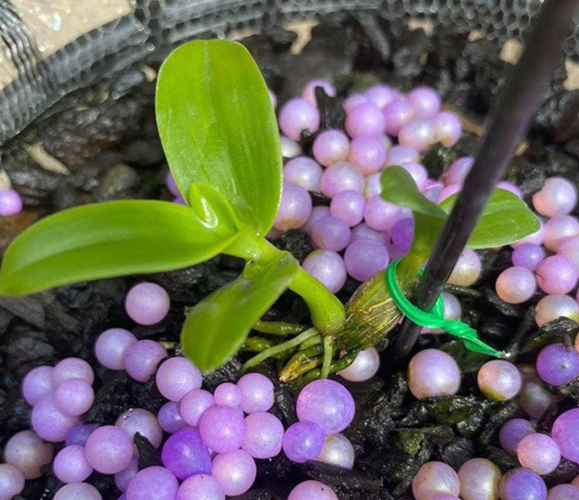 Nguoi choi lan dot bien tiet lo su that kho tin ve cac thuong vu mua - ban gan 'tram ti'-Hinh-3