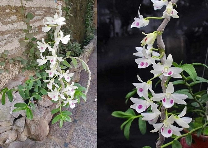 Nguoi choi lan dot bien tiet lo su that kho tin ve cac thuong vu mua - ban gan 'tram ti'-Hinh-4