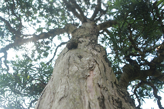 "Tôi đã đi khắp Việt Nam, săn lùng những cây tùng đẹp nhất nhưng chưa thấy cây tùng bản địa nào lại lớn như hai cây này", anh Dũng cho biết