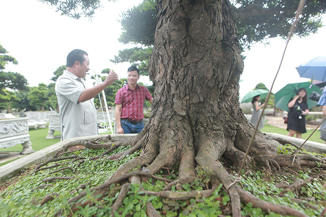 Thân xù xì và có bệ rễ lan tỏa rộng, tạo thế cây vững chãi