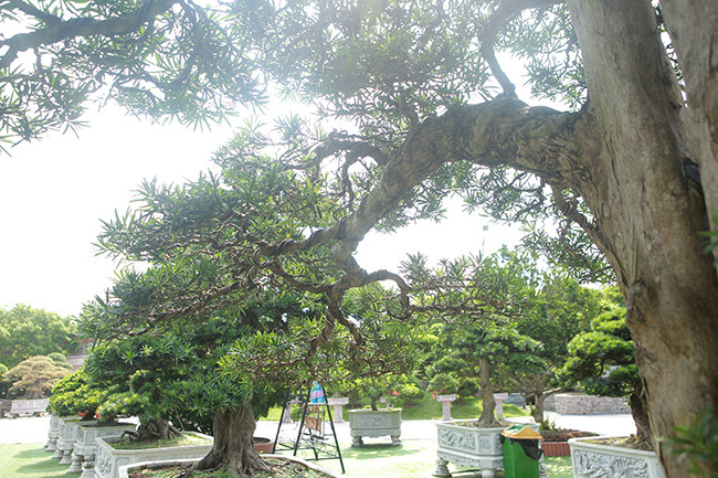 Tay cành làm rất cầu kì dù vẫn đang trong quá trình hoàn thiện