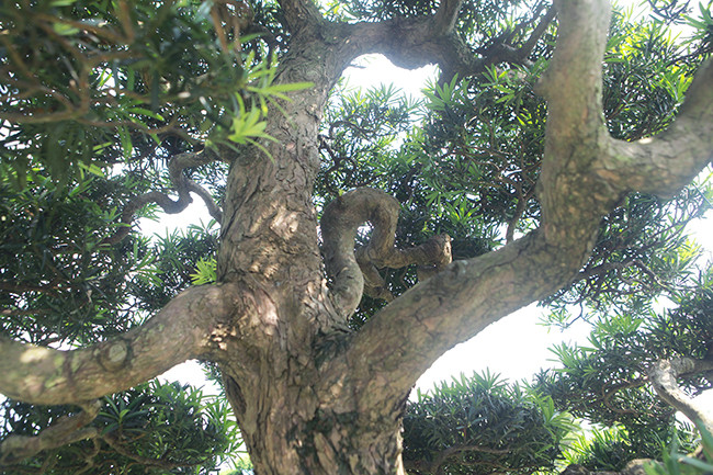 Cây tùng này không cao như bộ đôi trước nhưng tay cành uốn lượn rất dẻo bởi chúng được uốn nắn từ nhỏ