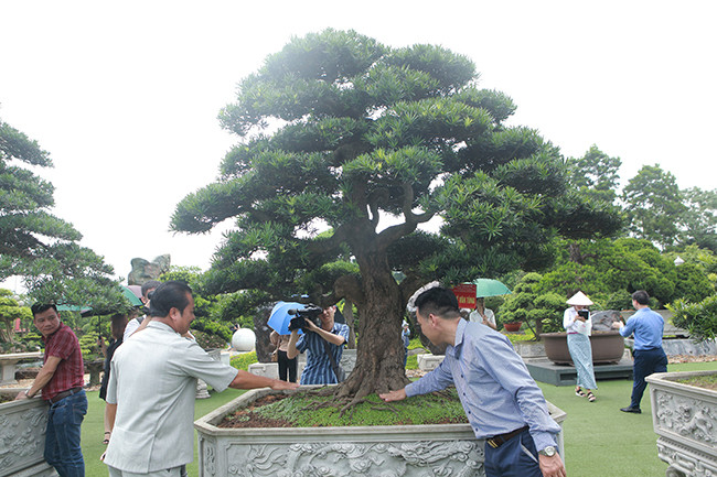 Bông tán như những đám mây được phân chia nhìn rất đẹp