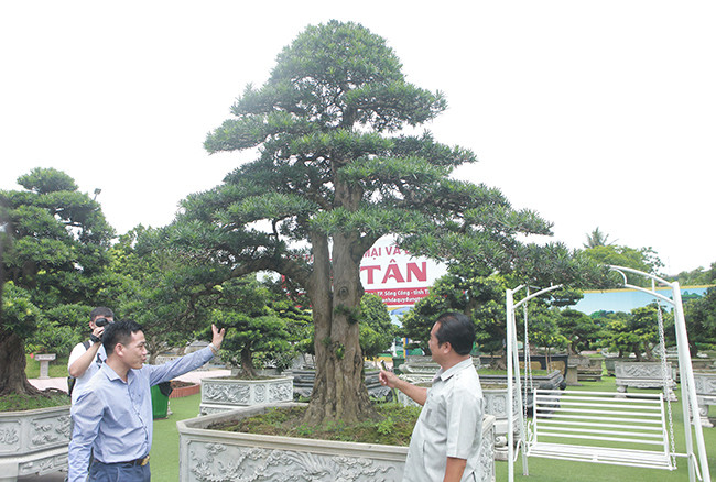 Theo đó cây cao khoảng 5m, đường kính gốc khoảng 40cm