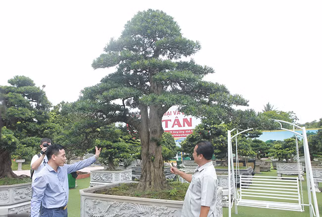 Theo đó cây cao khoảng 5m, đường kính gốc khoảng 40cm