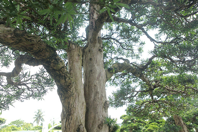 Để sở hữu được đôi tùng này, anh Dũng tiết lộ phải bỏ ra rất nhiều tỷ mới đem cây về vườn từ miền Nam ra Bắc