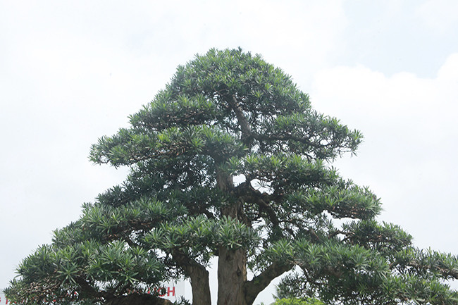 Tùng lá nhỏ rất được ưu chuộng