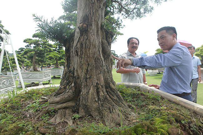 Anh Dũng cho biết, đôi tùng ta bản địa này có tuổi đời phải trên 100 năm vì tùng lớn rất chậm. Cây lớn như thế này phải trải qua rất nhiều năm tháng