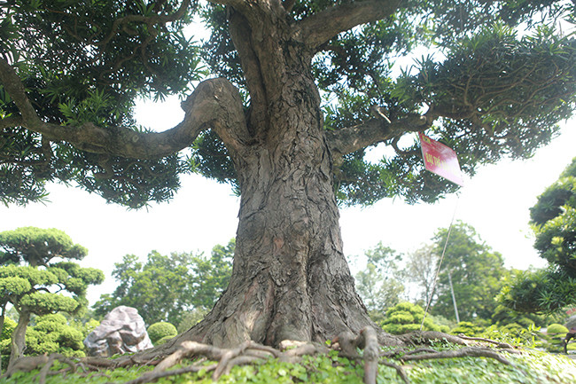 Thân xù xì và có bệ rễ lan tỏa rộng, tạo thế cây vững chãi