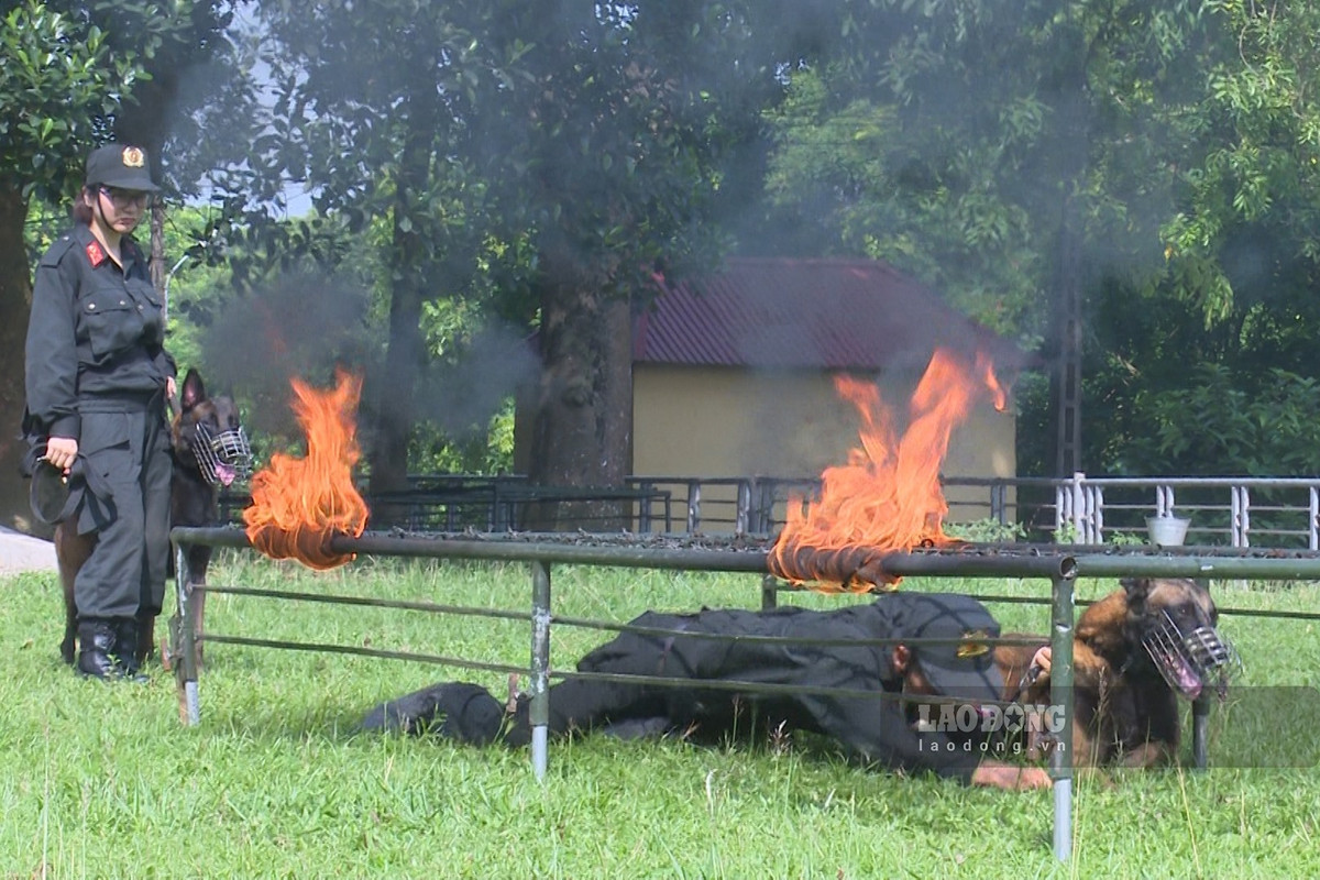 Huấn luyện chó nghiệp vụ nơi thao trường nắng gió - Hình 5 Huan luyen cho nghiep vu noi thao truong nang gio-Hinh-5