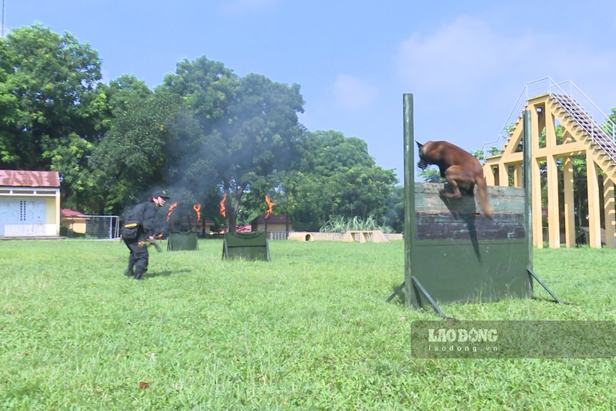 Huấn luyện chó nghiệp vụ nơi thao trường nắng gió - Hình 3 Huan luyen cho nghiep vu noi thao truong nang gio-Hinh-3